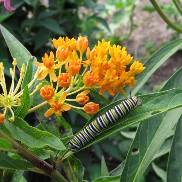 Monarch Caterpillar on Asclepias tuberosa