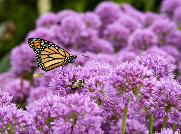 ‘Serendipity’ ornamental onion with pollinating bee and butterfly.
