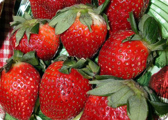 A handful of red Allstar Strawberry Juneberring strawberries