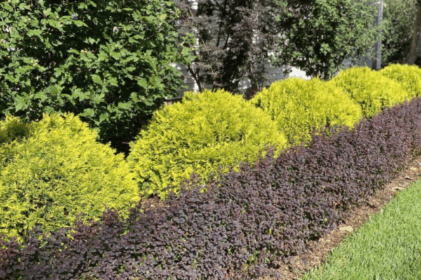 Row of yellow green anna's magic ball arborvitae behind purple plants