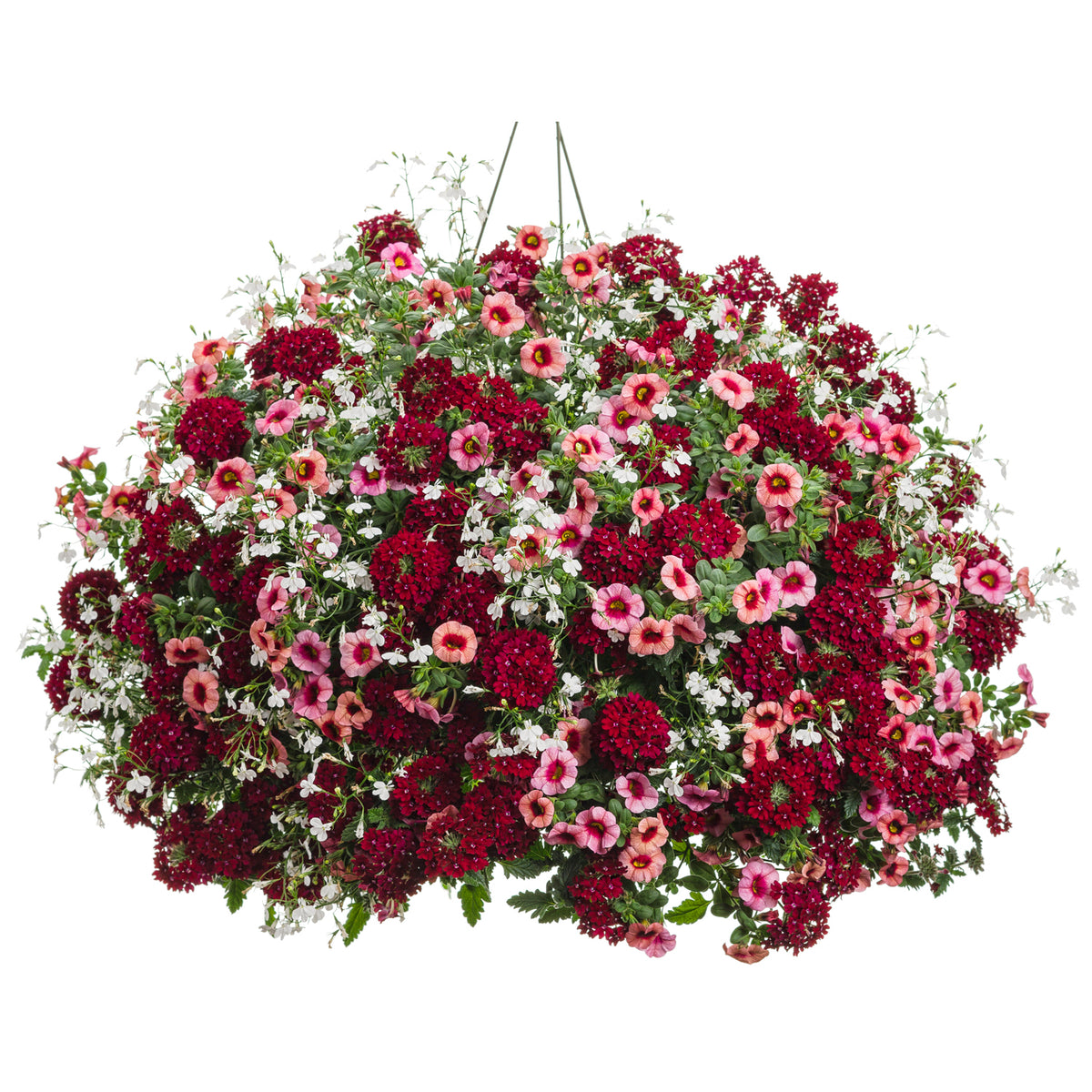 The Strawberry Sauce Annual Combo Kit is a large hanging basket brimming with vibrant red and pink flowers, including Superbells Strawberry Punch and Superbena Royale Romance, plus white blooms and lush foliage for stunning curb appeal - Photo Courtesy of Proven Winners. Container not included.