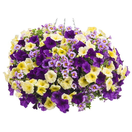 Afternoon Tea Annual Combo Kit: A hanging basket filled with Superbells Evening Star and Supertunia Saffron Finch in purple, yellow, and light lavender blooms, accented by lush green foliage—a vibrant annual combo - Photo Courtesy of Proven Winners. Container not included.