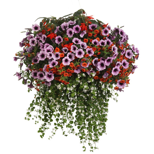 The Sunset Dream Annual Combo Kit features a hanging basket with cascading green foliage, purple petunias, vibrant red blooms, and delicate white flowers for a stunning display, shown isolated on a white background - Photo Courtesy of Proven Winners. Container not included.