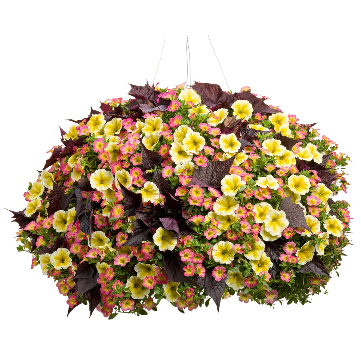 The Sweet Citrus Annual Combo Kit features a hanging basket brimming with yellow and pink blooms, highlighted by dark purple, heart-shaped leaves. These vibrant summer annuals make a striking statement against any white background - Photo Courtesy of Proven Winners. Container not included.
