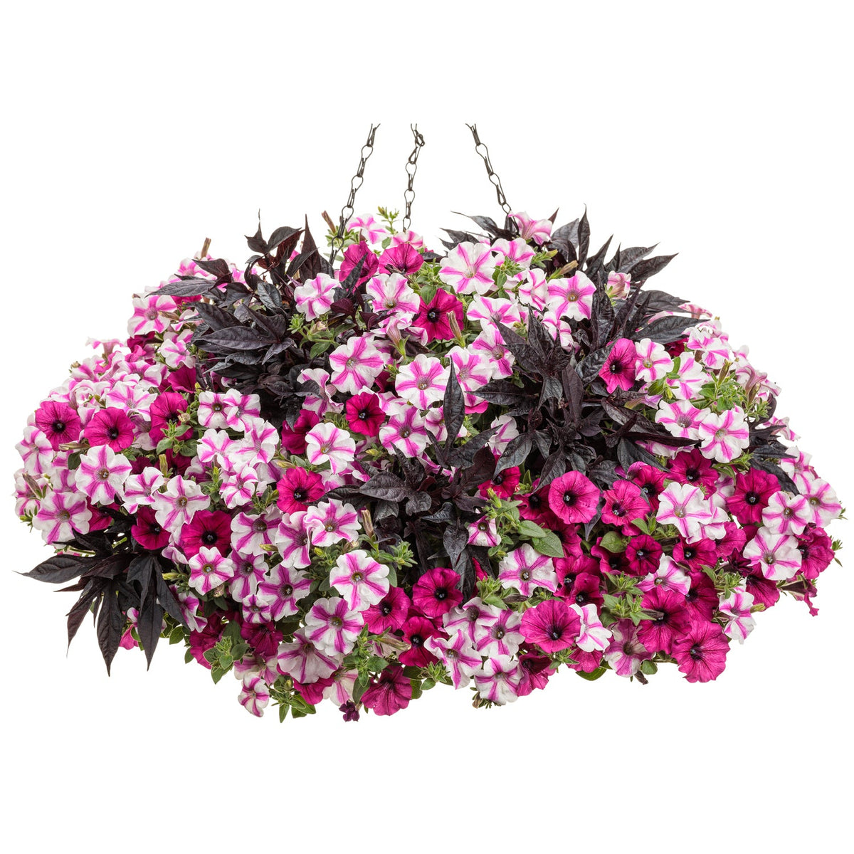 The Flamenco Annual Combo Kit features vibrant Supertunia pink Lovie Dovie petunias and dark purple ornamental sweet potato vine in a hanging basket with two metal chains - Photo Courtesy of Proven Winners. Container not included.