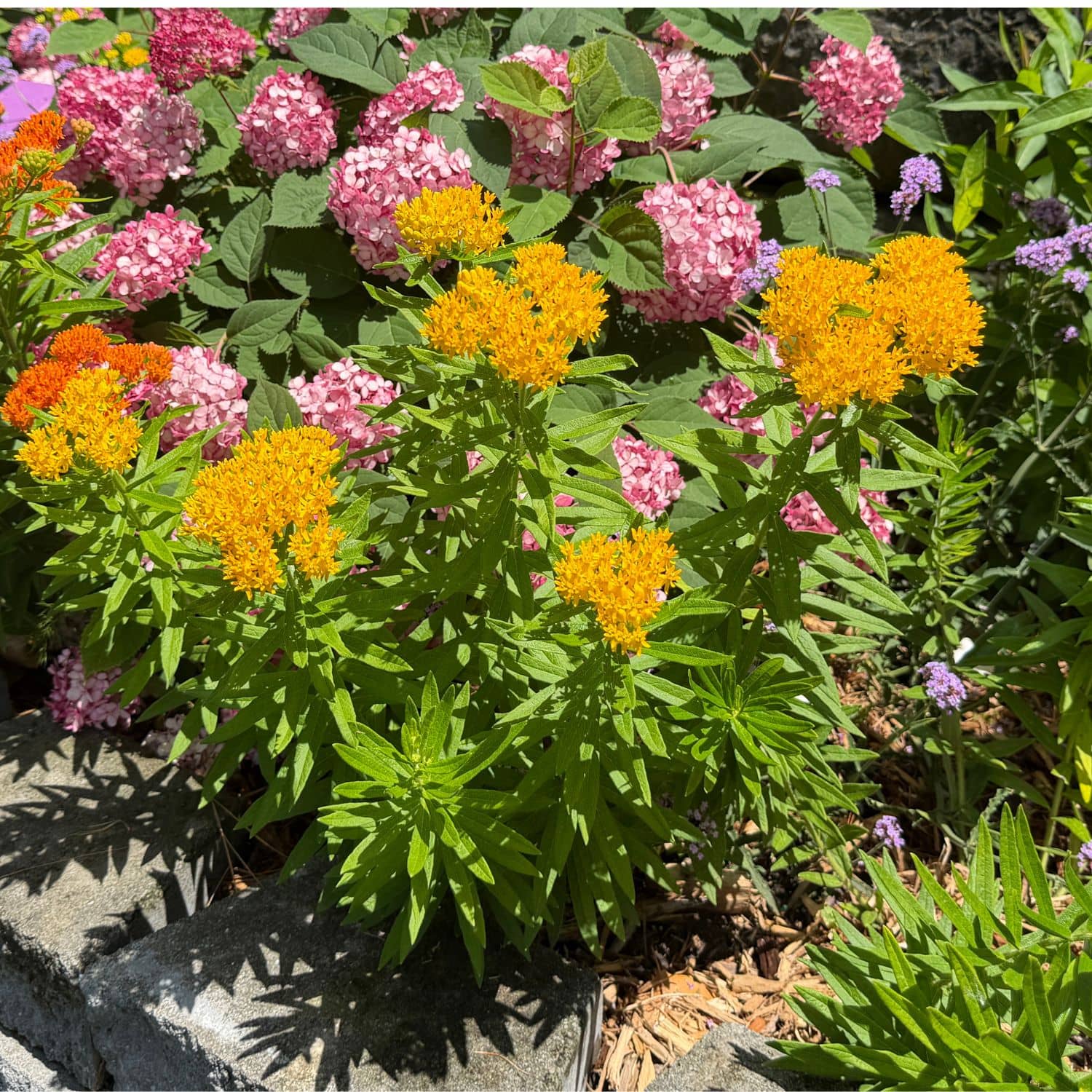 A close-up garden scene with clusters of bright yellow milkweed flowers and pink hydrangea blooms among green foliage, with a stone border at the bottom left - Photo Property of Garden Crossings LLC