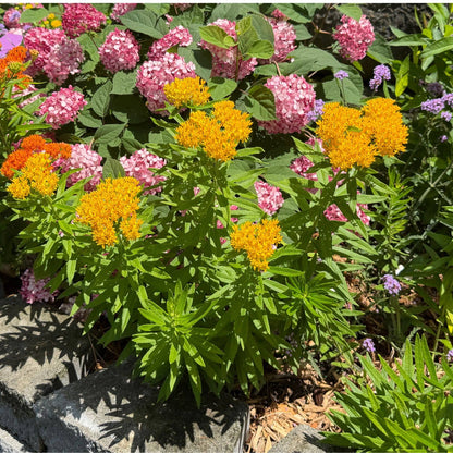 A close-up garden scene with clusters of bright yellow milkweed flowers and pink hydrangea blooms among green foliage, with a stone border at the bottom left - Photo Property of Garden Crossings LLC