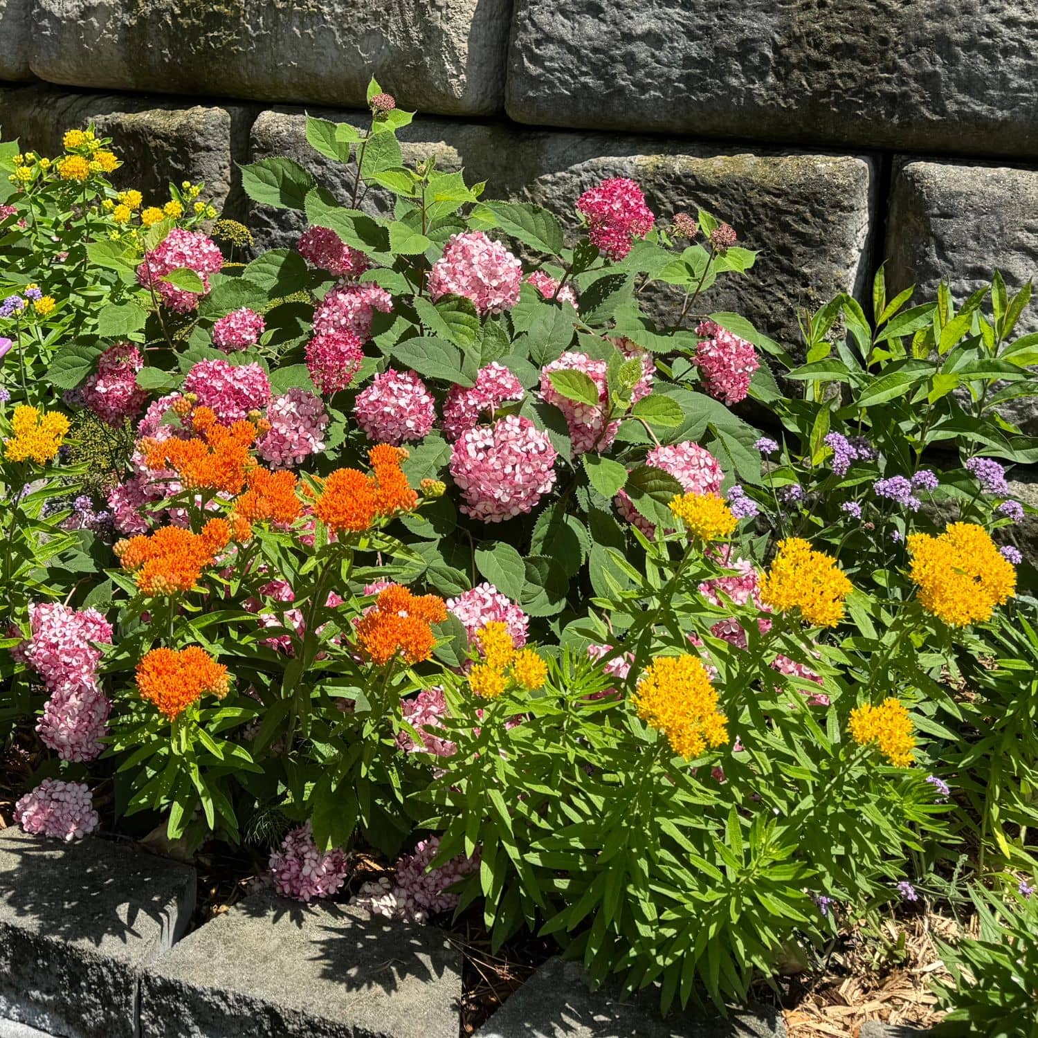 A garden bed filled with vibrant flowers, including pink hydrangeas, orange and yellow milkweed flowers, and green foliage, planted in front of a rustic stone wall - Photo Property of Garden Crossings LLC