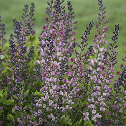 Decadence® Deluxe 'Pink Truffles' False Indigo (Baptisia) features tall spikes of pink flowers with green foliage - Photo Courtesy of Proven Winners, Inc.