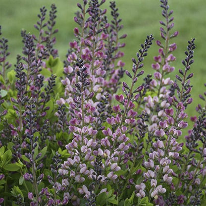 Decadence® Deluxe 'Pink Truffles' False Indigo (Baptisia)  - Photo Courtesy of Proven Winners, Inc.