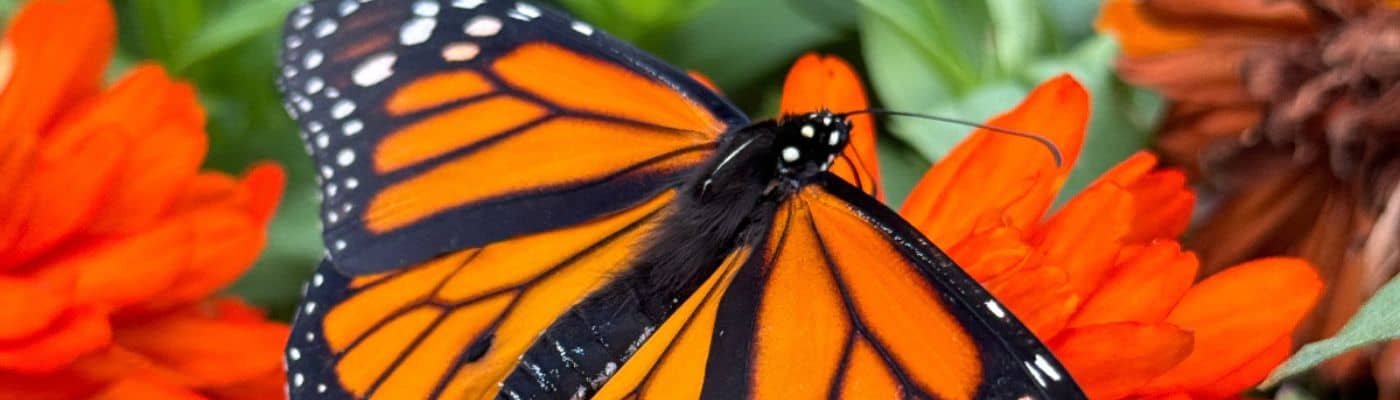 Monarch Butterfly on a flower in the Butterfly House at Garden Crossings