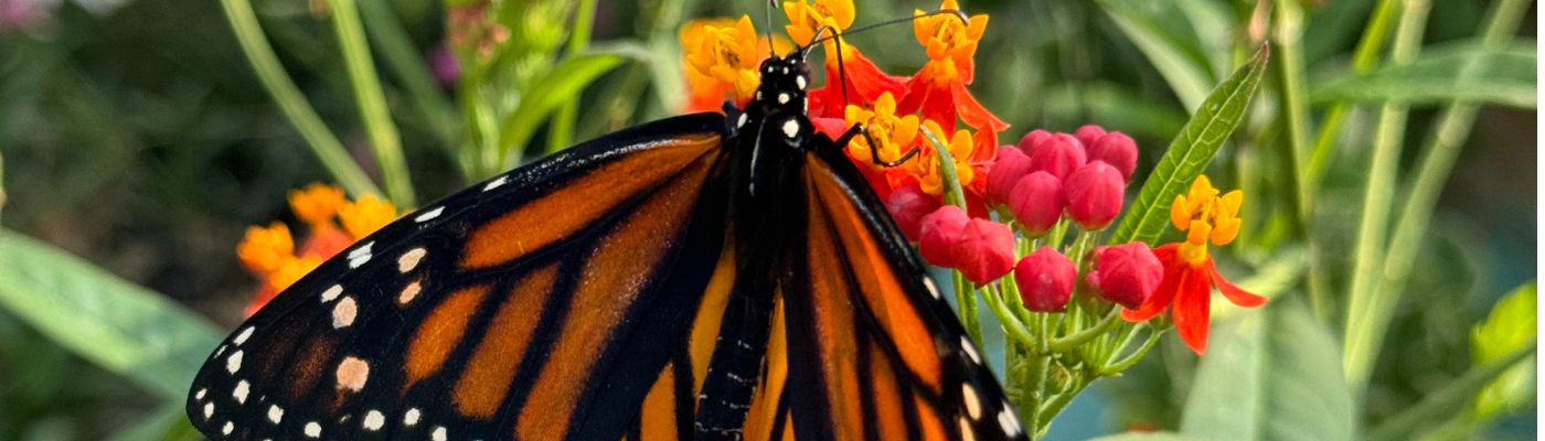 Monarch Butterfly on milkweed flower with pink flowers