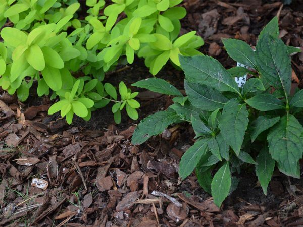 bark mulch around green leafed plants