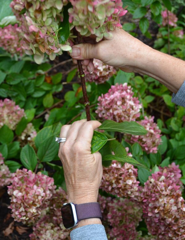 Two hand stripping leaves off a hydrangea stem