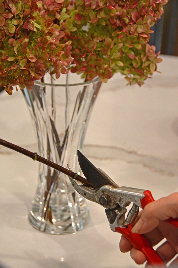 A pair of shears cutting a hydrangea stem in front of an arrangement of dried hydrangea flowers