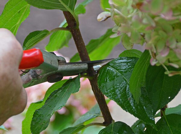 A pair of shears cutting a hydrangea stem