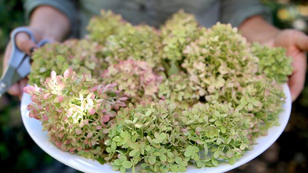Plate with several dried hydrangea blooms