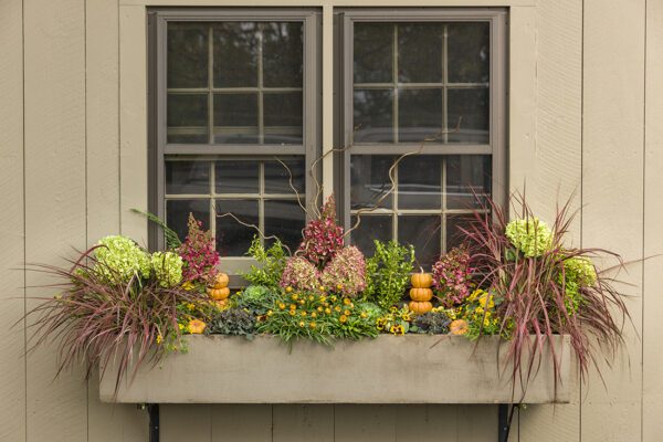 Window planter box filled with friend hydrangea blooms and red fountain grass
