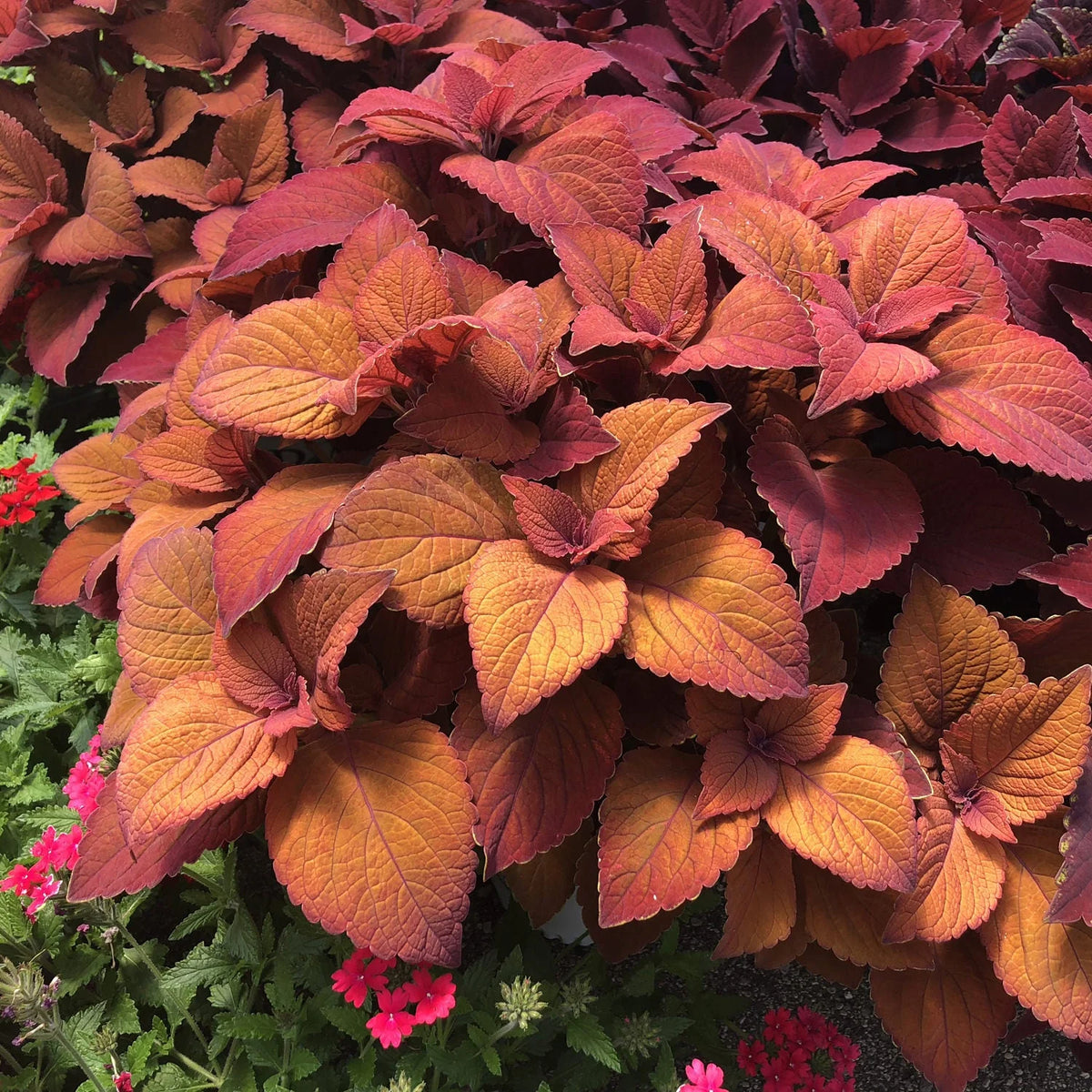 Colorblaze® thriller plants for containers