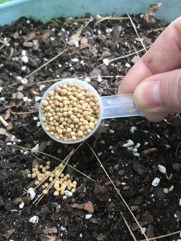 Row of round tater tot globe arborvitae