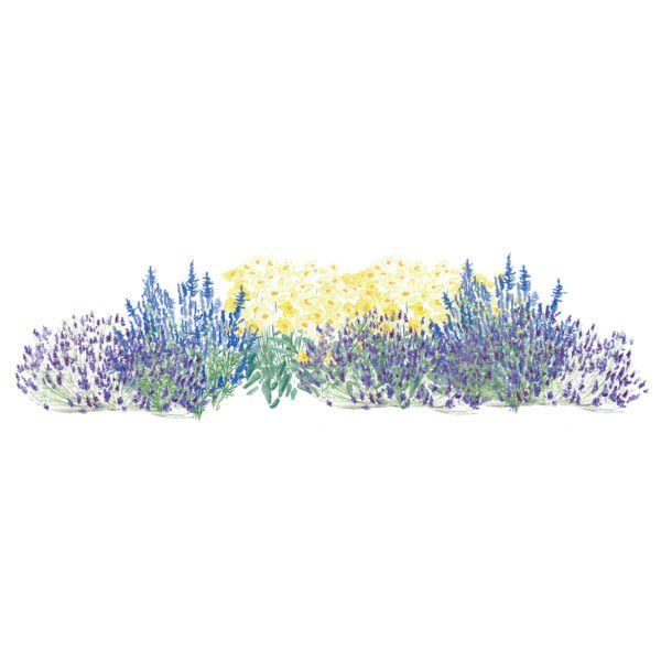 Watercolor-style illustration of a low hedge with lavender-purple flowers, blue flowers, and a central cluster of pale yellow flowers on a white background.