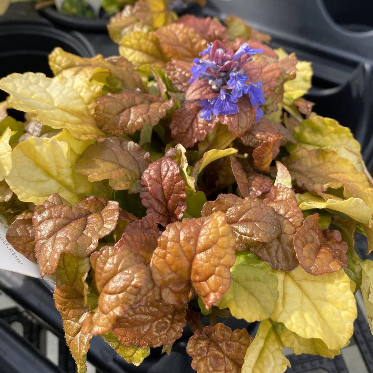 Feathered Friends® Parrot Paradise Zone 9 bugleweed perennial plant