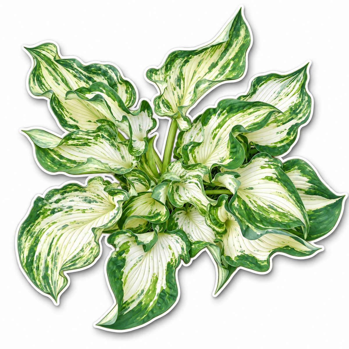A die-cut sticker or decal shaped like a variegated hosta plant, featuring green and white marbled leaves on a white background with a black outline. - 