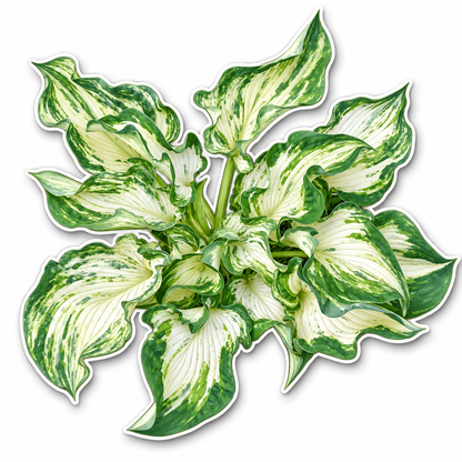 A die-cut sticker or decal shaped like a variegated hosta plant, featuring green and white marbled leaves on a white background with a black outline. - 