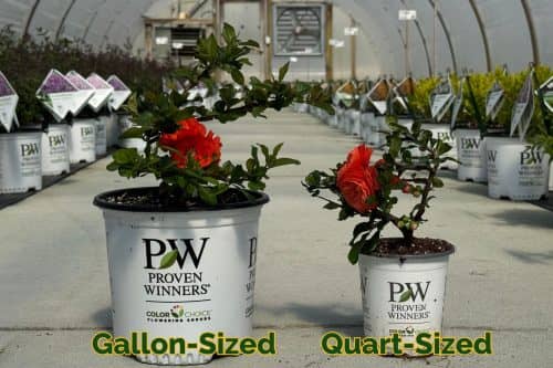A gallon size and quart size container, showing difference in size between the red roses planted in them