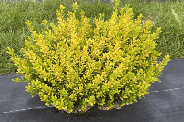 Yellow glow pop japanese holly