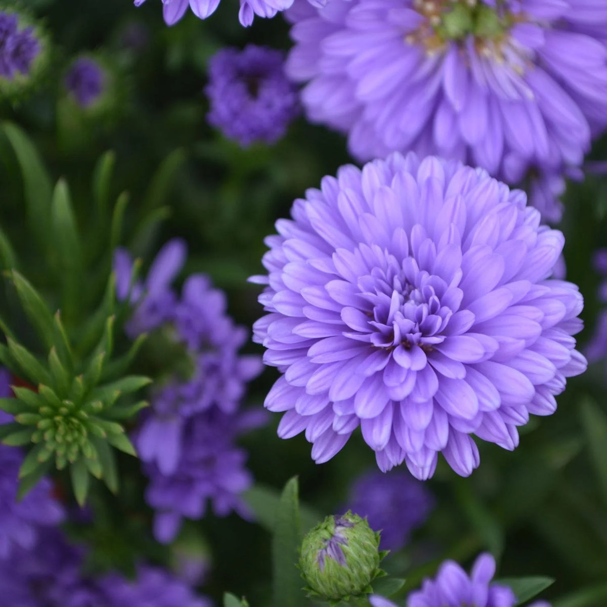 Henry III purple aster annual flowers