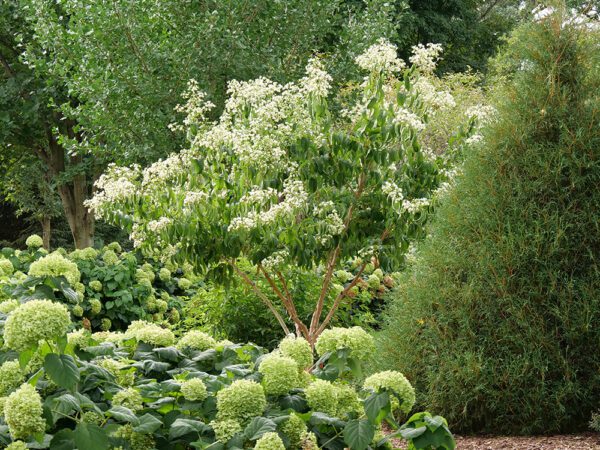 Temple of Bloom® seven-son flower (Heptacodium) planted behind a hydrangea