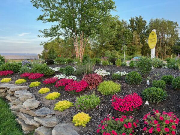 garden of pink blooming flowers, green bushes, and yellow-green seedum in a mulch bed with a stone boarder