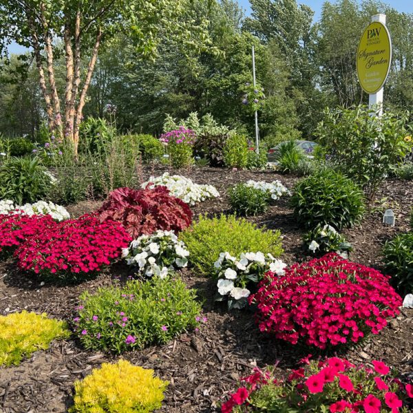 beautiful garden with magenta and white flowers with a yellow sign in the background