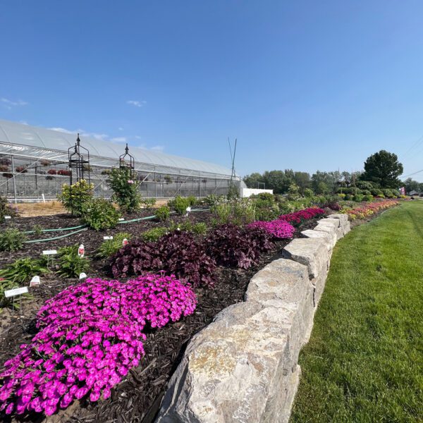 row of pink supertunia and dark leafed plants with a greenhouse in the background