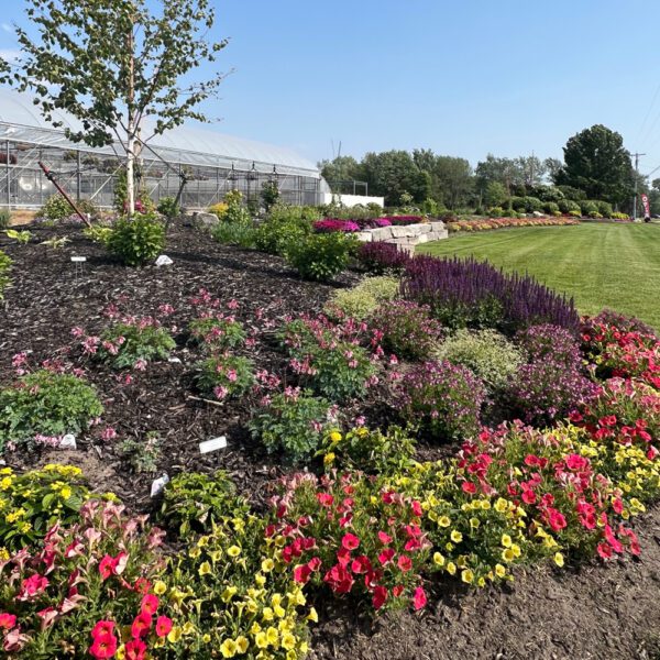 freshly planted garden of red, yellow, and pink flowers in a mulch bed with greenhouse in the background