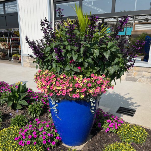 blue container with pink and yelow flowers and green leafed plants with purple flower stems in front of a building