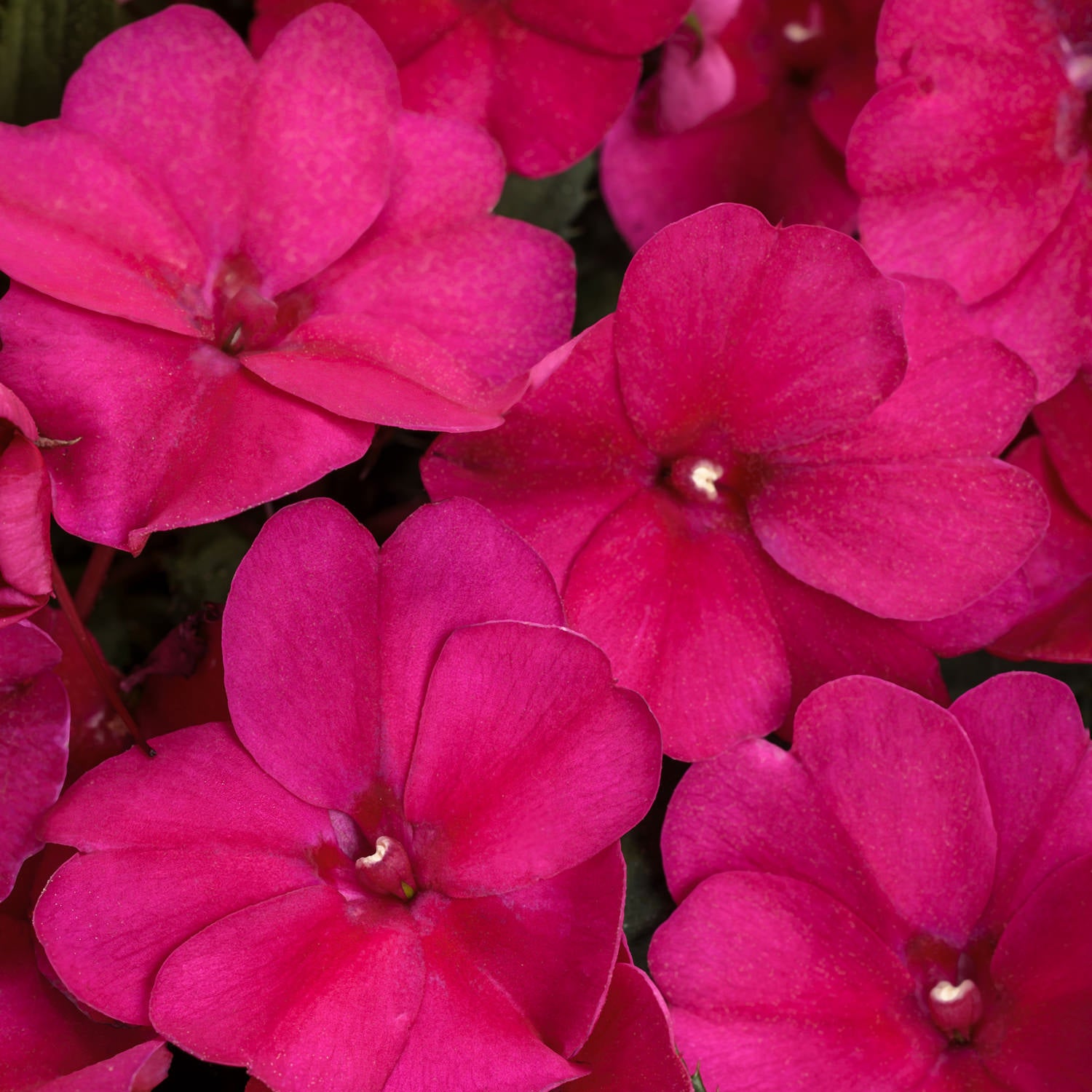 Sunpatiens® Compact Royal Magenta Impatiens  - Photo Courtesy of Proven Winners, Inc.
