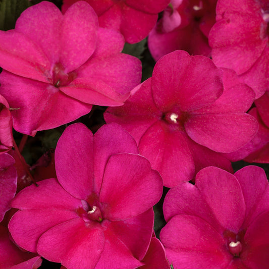 Sunpatiens® Compact Royal Magenta Impatiens  - Photo Courtesy of Proven Winners, Inc.