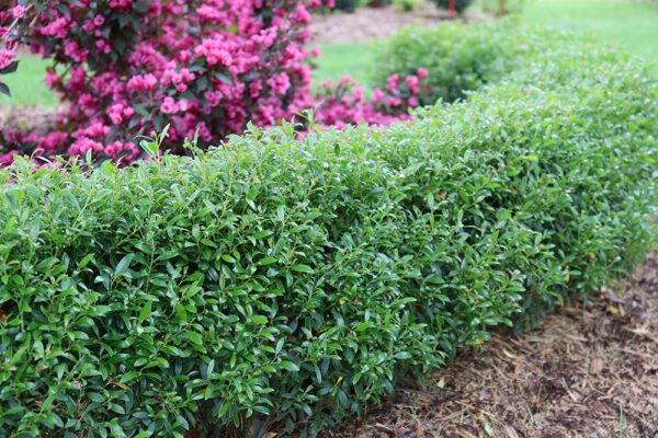 Hedge of gem box inkberry holly in front of a pink blooming bush