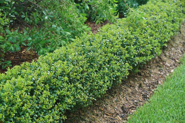 Low hedge of strongbox inkberry holly bushes