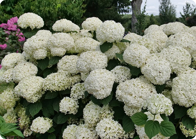 A bush of white Incrediball Storm Proof™ Smooth Hydrangeas
