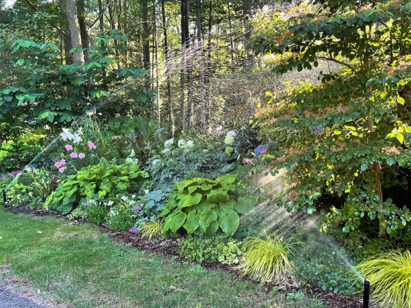 shade garden of hostas and grasses in front of a forest with sunglight coming through the branches