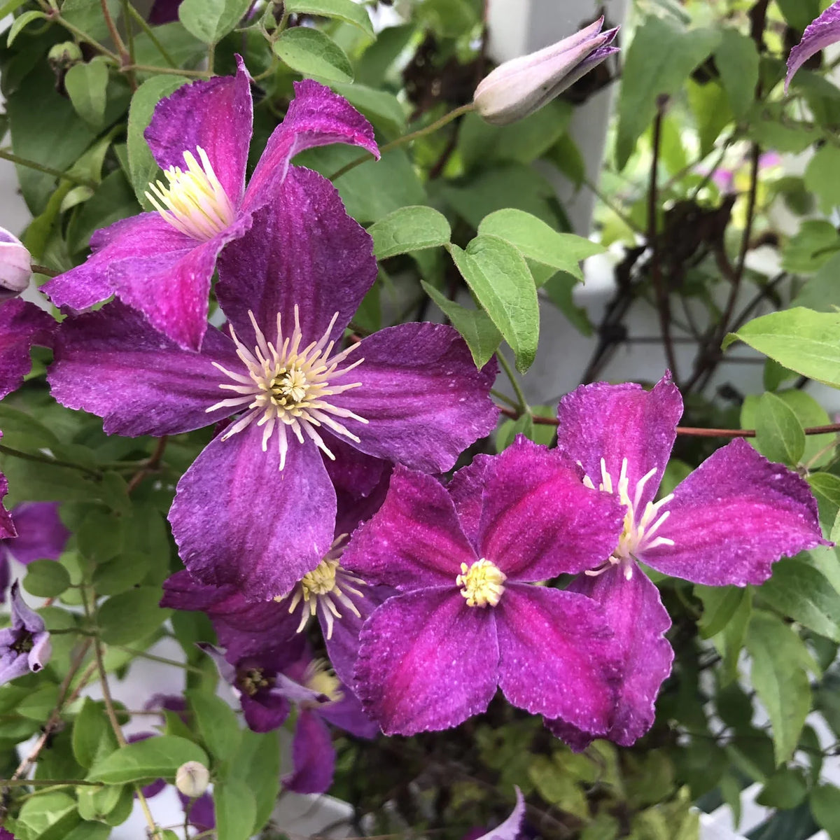 Jolly Good™ clematis perennials