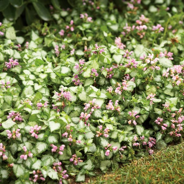 Spottled dead nettle ground cover plant with blink blooms