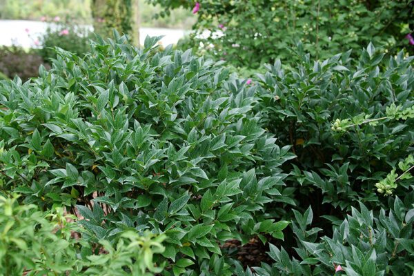 Green kindly japanese privet bush foliage
