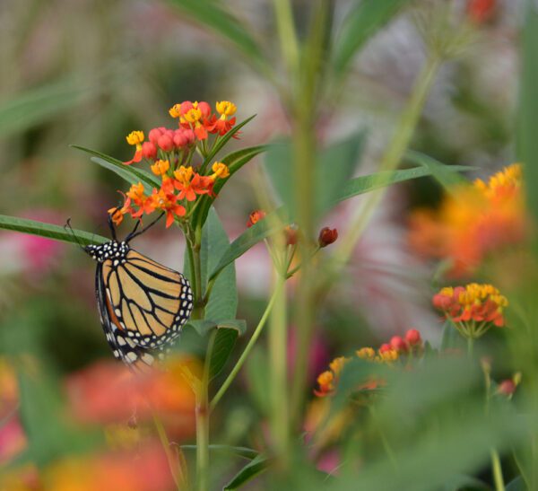 Newly eclosed monarch butterfly on tropical milkweed.