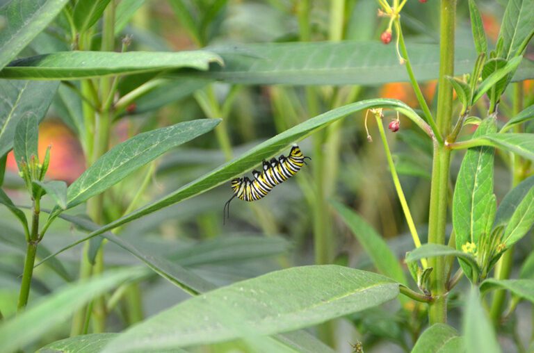 Monarch caterpillar feeding on milkweed