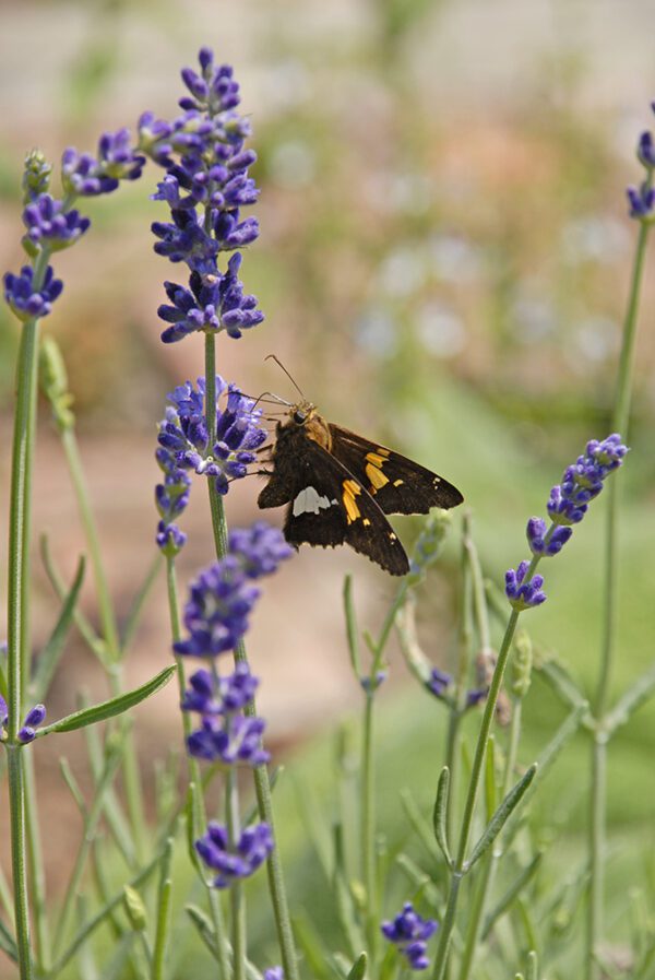 Silver-spotted skipper on English lavender.