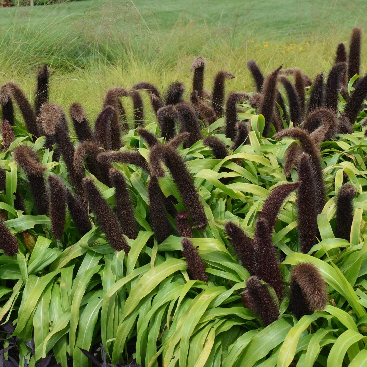 A cluster of Jade Princess Ornamental Millet (Pennisetum), with long, dark brown flower spikes and bright green leaves, stands out in a landscaped garden with additional grasses in the background - Photo Courtesy of Ball Horticulture, Inc.